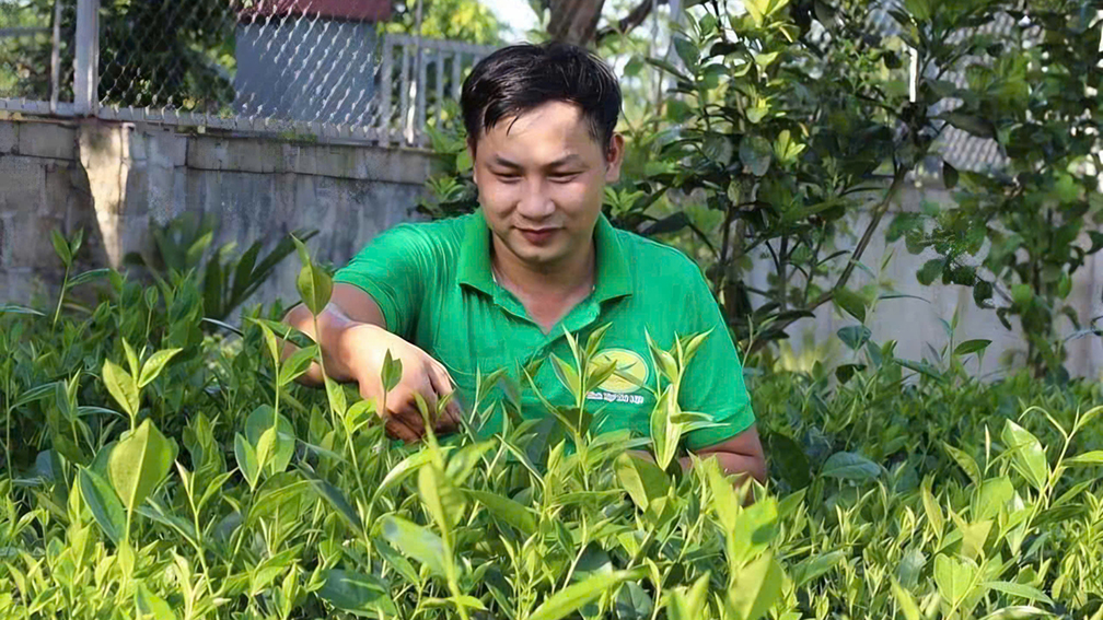 Thái Nguyên: Hương quê lan toả trong từng búp chè Thái Nguyên: Hương quê lan toả trong từng búp chè