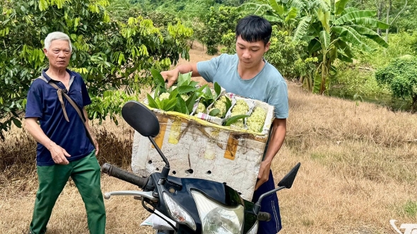 Thái Nguyên: La Hiên mùa quả chín