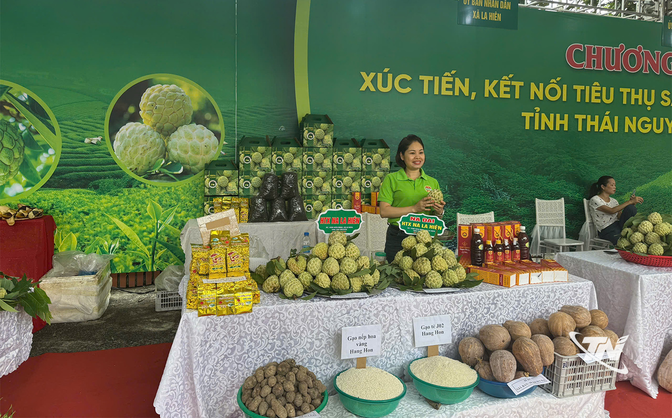 Thái Nguyên: La Hiên mùa quả chín Các cấp, ngành chức năng và xã La Hiên tổ chức xúc tiến thương mại, đưa sản phẩm na đến với mọi miền.