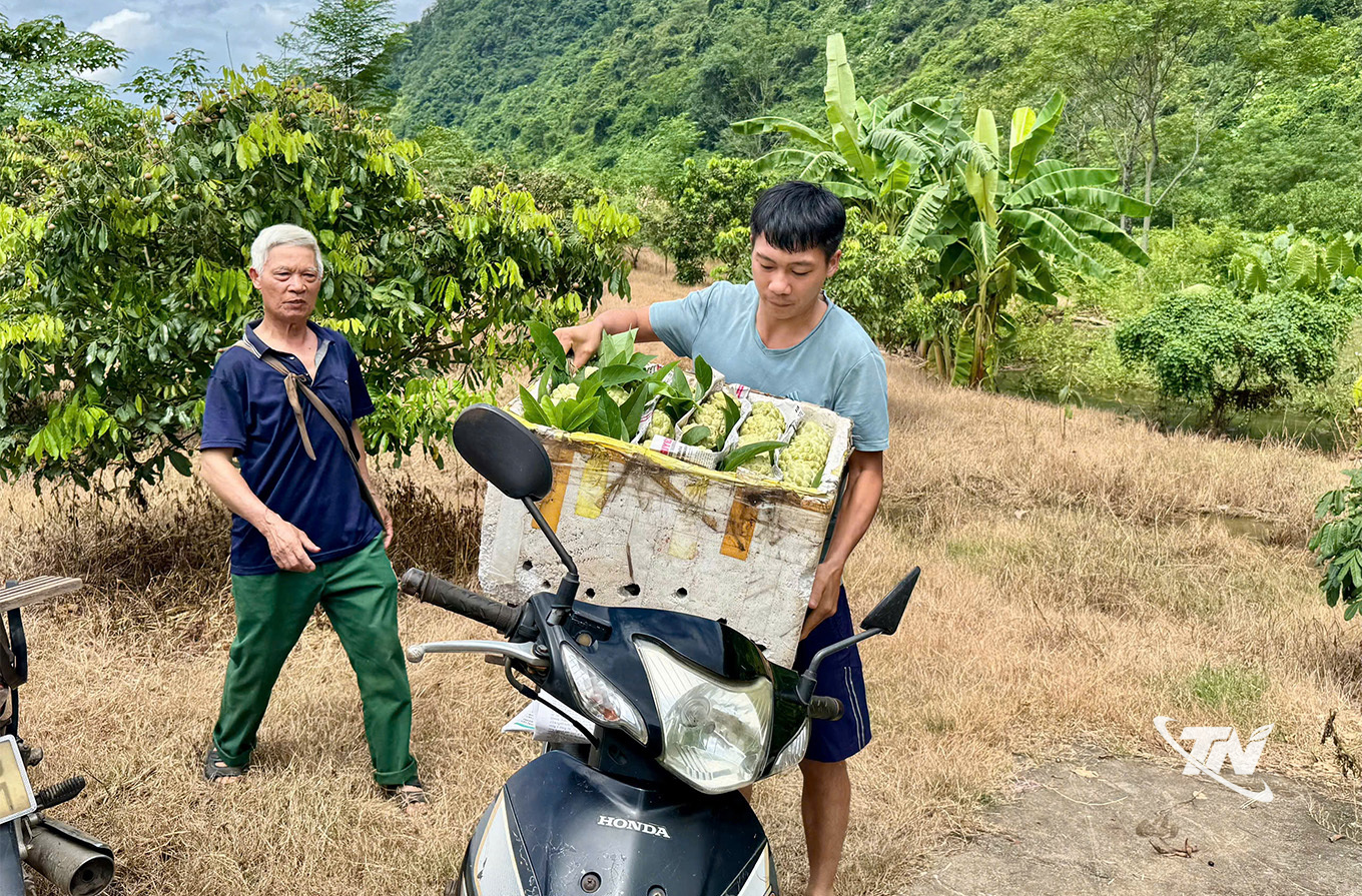 Thái Nguyên: La Hiên mùa quả chín Đưa na về phố.