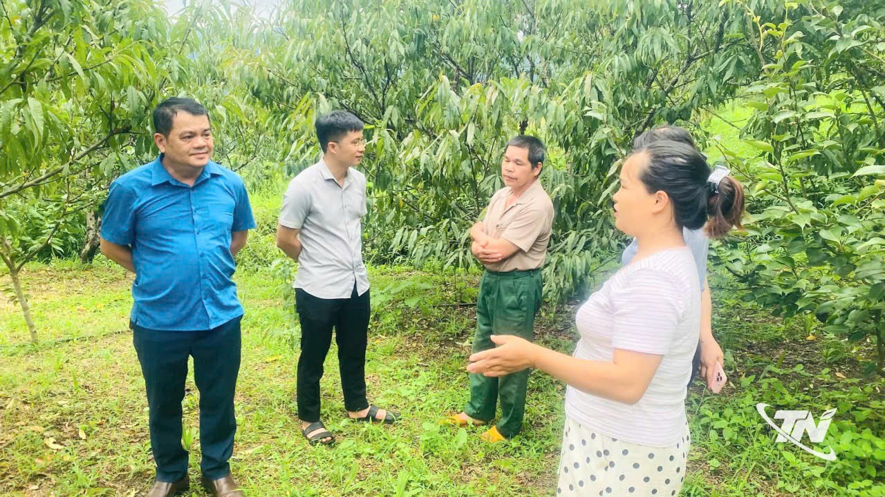 Thái Nguyên: Lên đèo Gió ngắm đào tiên