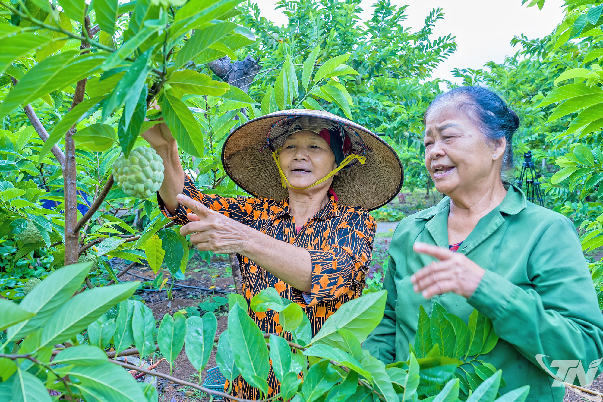 Thái Nguyên: Na La Hiên đầu mùa được giá