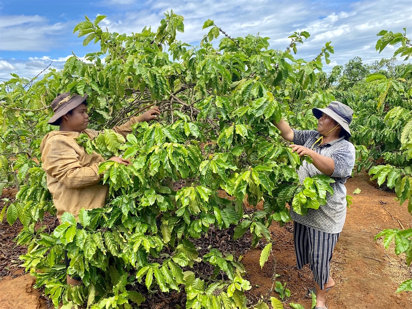 Gia Lai tăng cường lãnh đạo, chỉ đạo hoạt động tín dụng chính sách xã hội ảnh 1