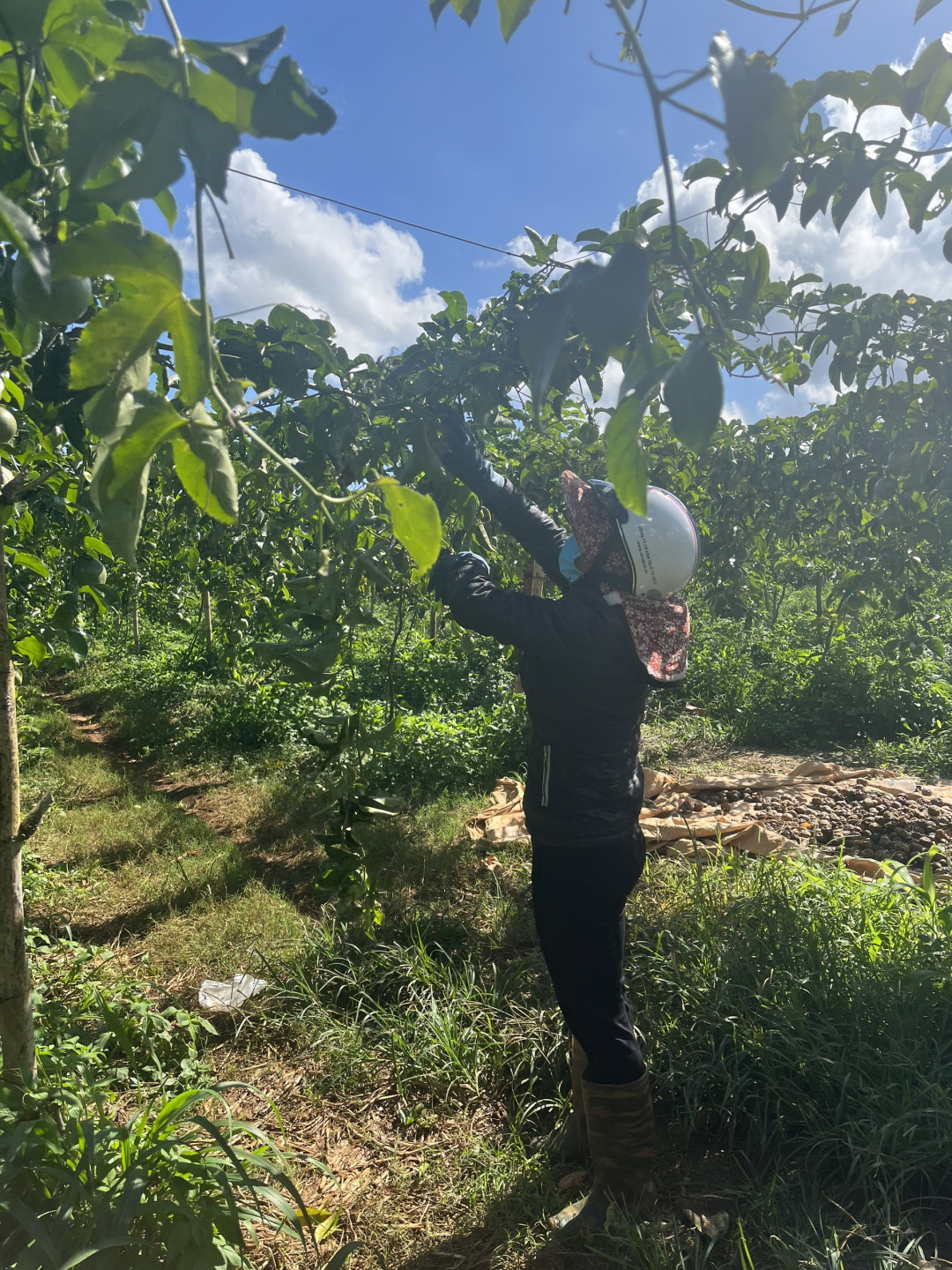 Đắk Lắk: "Cơn ác mộng" giá chanh dây