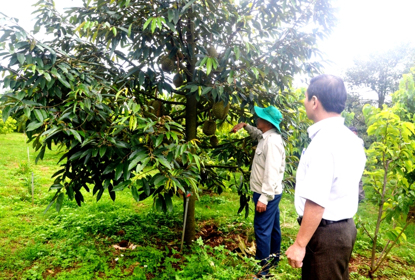 Ia Grai: Nông hội gắn kết nông dân với doanh nghiệp ảnh 2