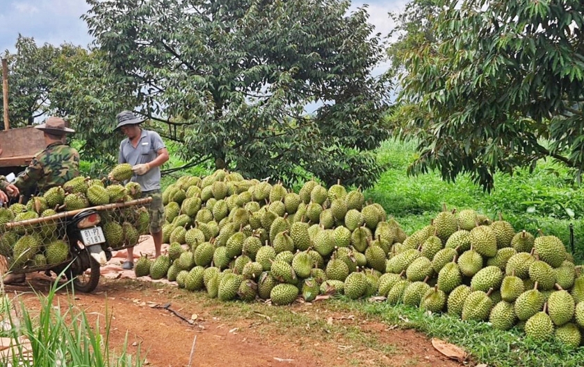 Tìm đường ra cho sầu riêng và chanh dây ảnh 2