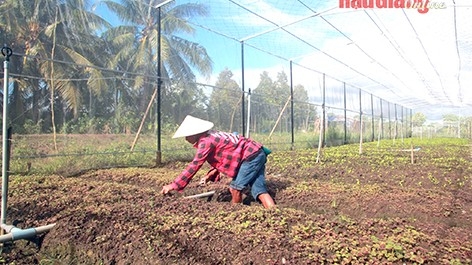 Hậu Giang: Sản xuất rau màu mùa mưa