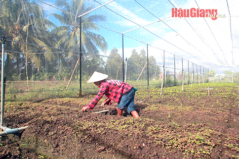 Hậu Giang: Sản xuất rau màu mùa mưa