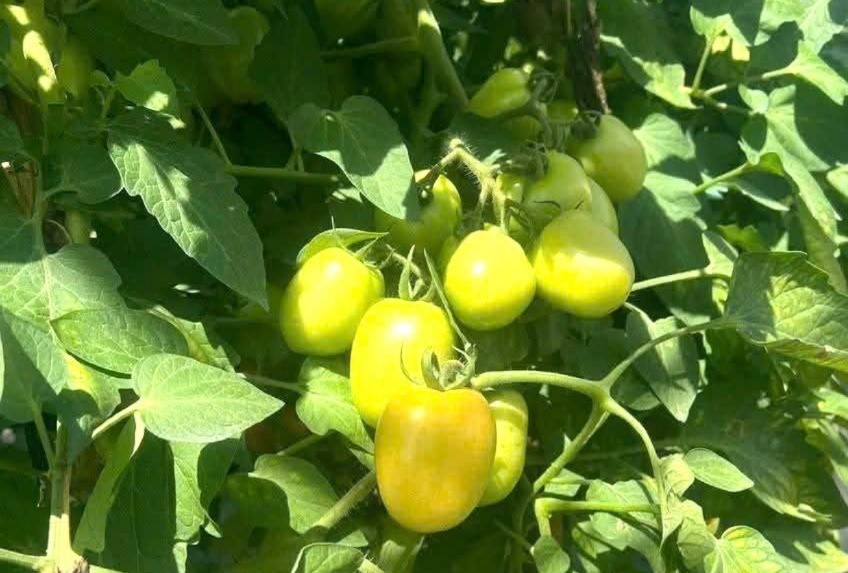 Lào Cai: Xã Dền Sáng mô hình trồng cà chua trong nhà màng đem lại doanh thu gần 2 tỷ đồng mỗi năm