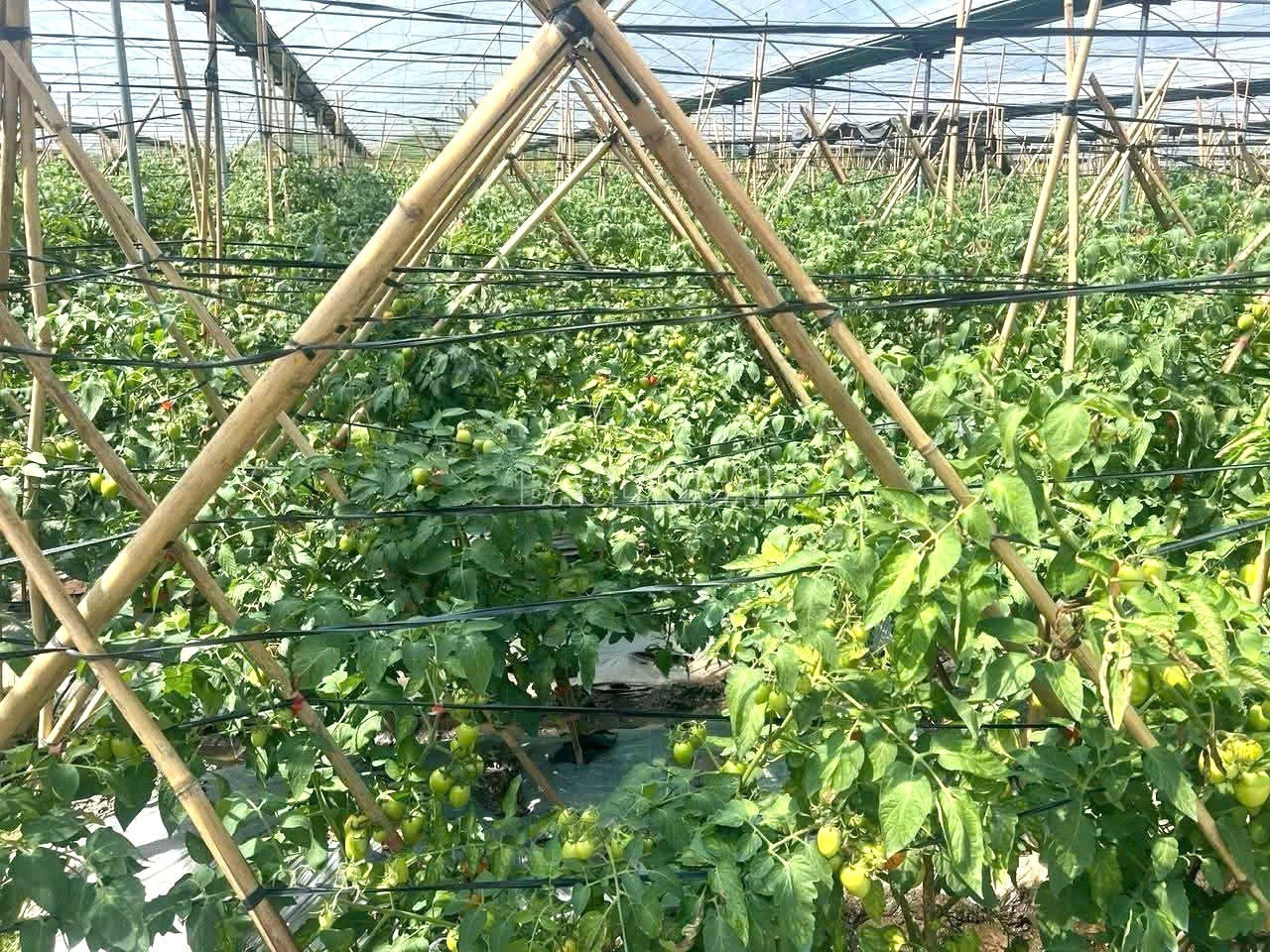 Lào Cai: Xã Dền Sáng mô hình trồng cà chua trong nhà màng đem lại doanh thu gần 2 tỷ đồng mỗi năm