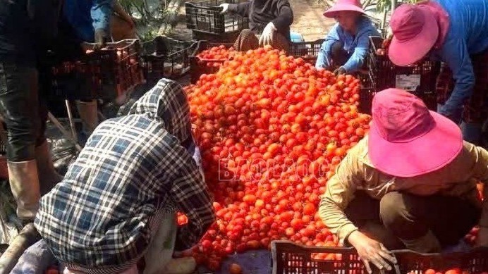 Lào Cai: Xã Dền Sáng mô hình trồng cà chua trong nhà màng đem lại doanh thu gần 2 tỷ đồng mỗi năm