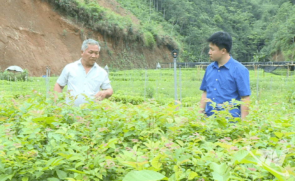 Thu Giang: Từ đất trống hóa rừng xanh Thu Giang: Từ đất trống hóa rừng xanh