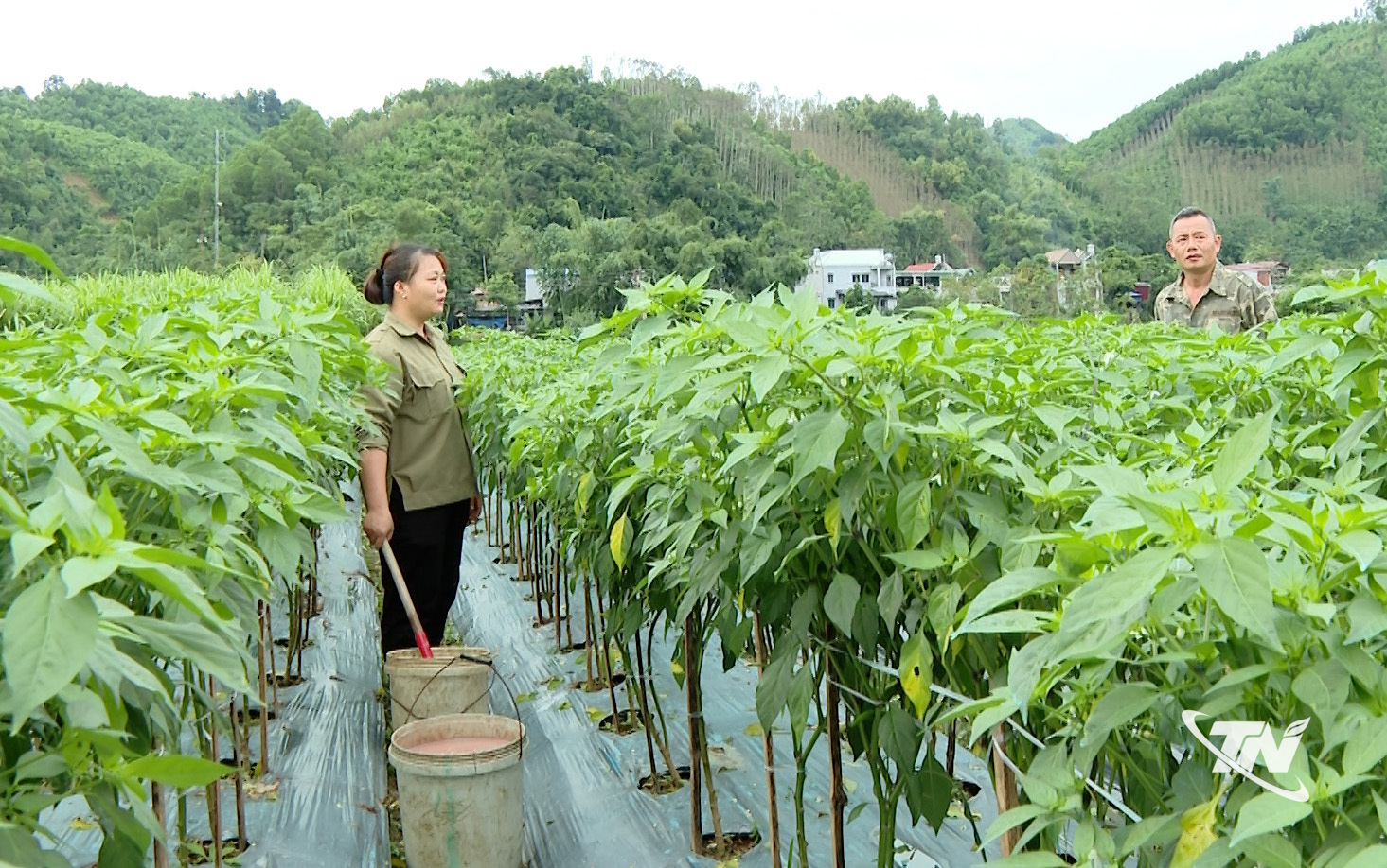 Thái Nguyên: Phát triển nông nghiệp hàng hóa ở Tân Kỳ Liên kết trồng ớt xuất khẩu mang lại hiệu quả kinh tế cao(Trong ảnh: Chị Triệu Thị Thu, thôn Quyết Thắng, xã Tân Kỳ chăm sóc ruộng ớt).
