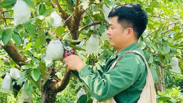 Thái Nguyên: Chuyển đổi cây trồng hiệu quả từ mô hình ổi lê Đài Loan