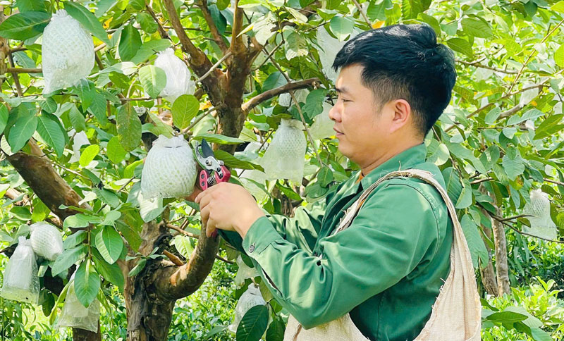 Thái Nguyên: Chuyển đổi cây trồng hiệu quả từ mô hình ổi lê Đài Loan Từ trồng ổi lê Đài Loan, mỗi năm gia đình anh Đặng Trường Giang có thu nhập ổn định hơn 100 triệu đồng.