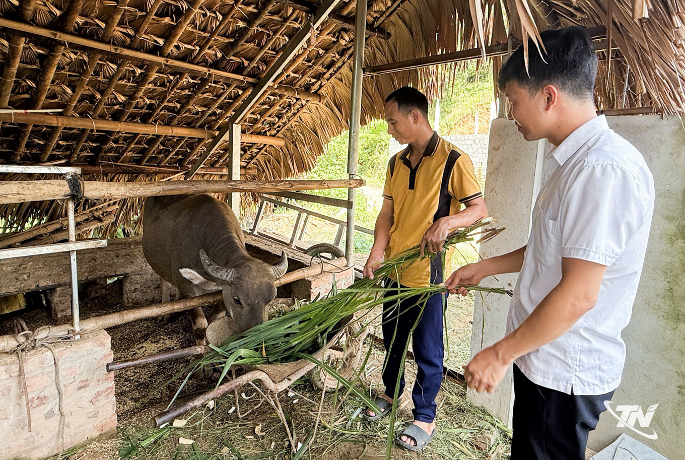 Thái Nguyên: Trao sinh kế, tiếp sức hộ nghèo ở Đức Lương Anh Phan Văn Phương (bên trái), xóm Trung Tâm, xã Đức Lương, chăm sóc con trâu sinh sản được hỗ trợ từ Chương trình mục tiêu quốc gia giảm nghèo bền vững.