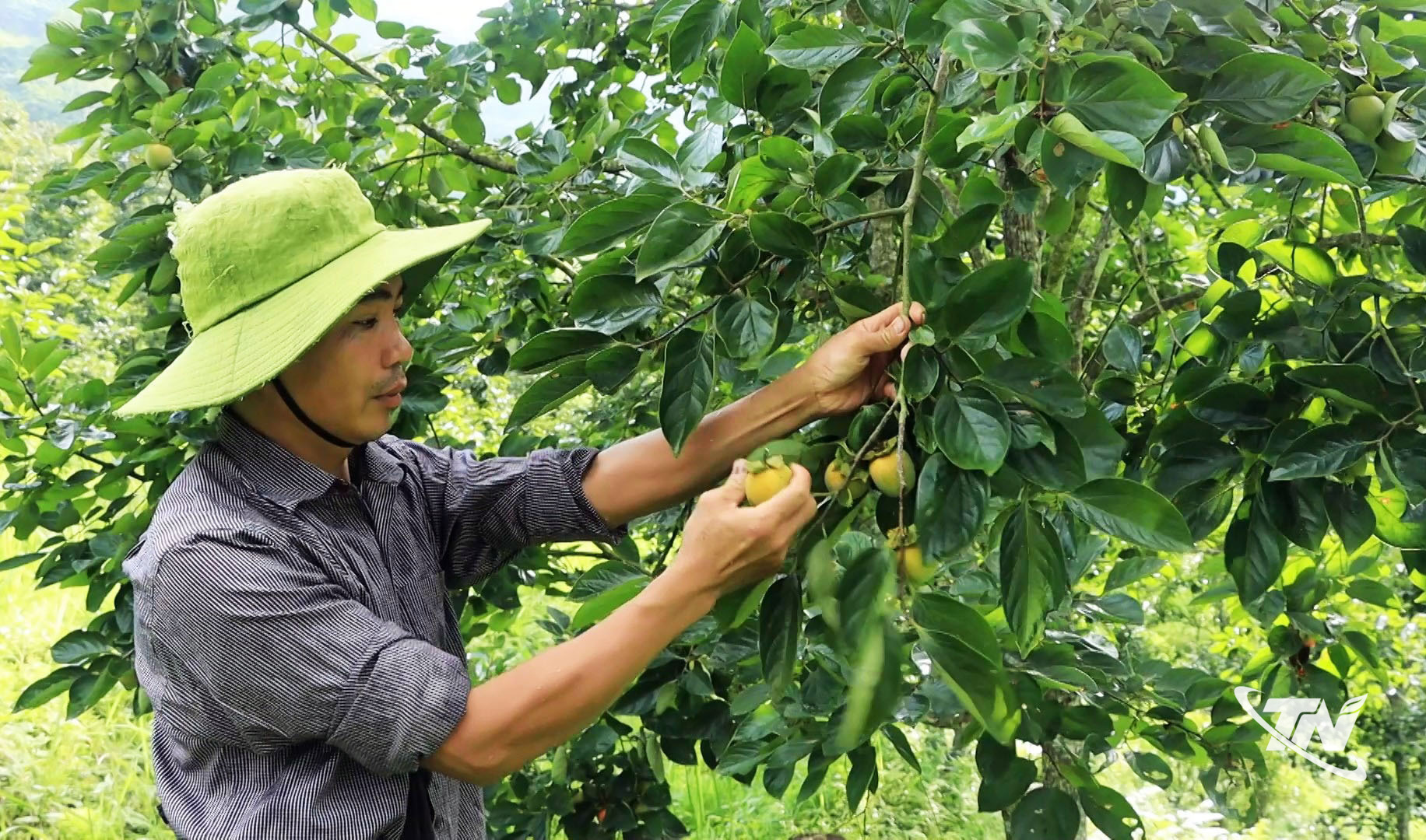 Cây hồng không hạt ở thôn Việt Hùng, xã Chợ Rã phát triển tốt, giá bán quả hồng đầu vụ   đạt từ 25.000 đến 35.000 đồng/kg.