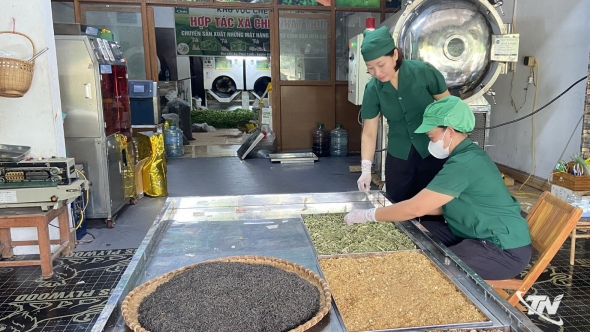 Cao trà - Nét mới của trà Thái Nguyên