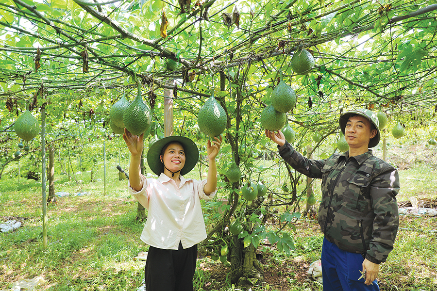 Thái Nguyên: Đánh thức mùa quả đỏ Vợ chồng chị Nga kiểm tra những quả gấc đang lớn, mỗi quả của giống nếp mật siêu quả thường nặng từ 2,5 đến 3kg.