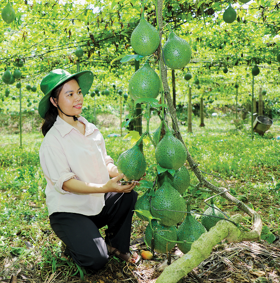 Thái Nguyên: Đánh thức mùa quả đỏ Từ ba cây đạt yêu cầu trong lứa giống ban đầu, vợ chồng chị Nga đã nhân thành nguồn giống cho cả khu vườn.