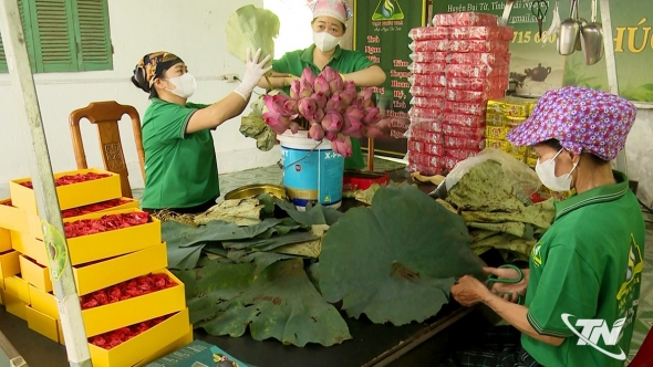 Tuyên Quang: Vạn Phú phát triển chè hữu cơ bền vững
