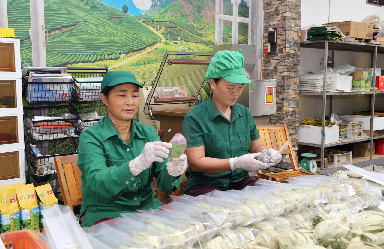 Thái Nguyên: Chắp cánh vị "ngọt hậu" trà Thái bằng tư duy 4.0