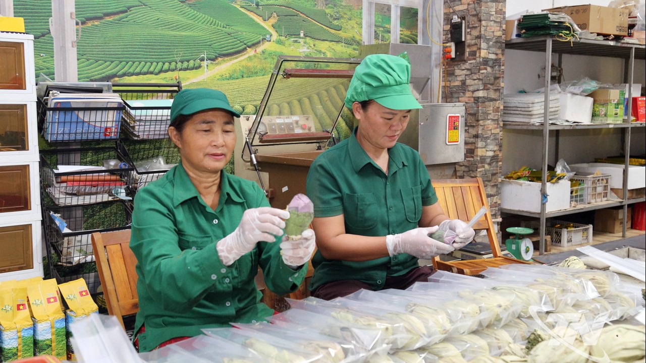 Thái Nguyên: Chắp cánh vị "ngọt hậu" trà Thái bằng tư duy 4.0