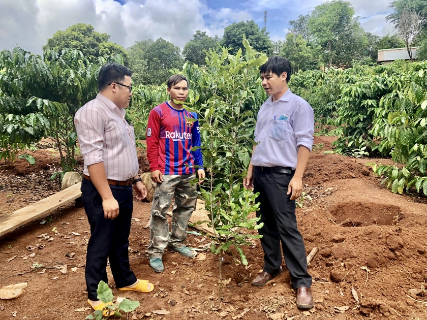 Liên kết sản xuất mắc ca theo chuỗi giá trị ảnh 3