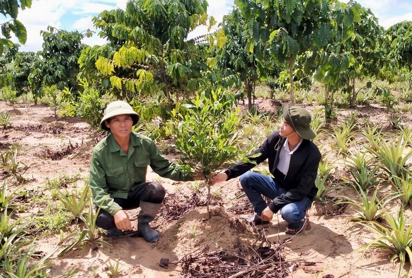 Liên kết sản xuất mắc ca theo chuỗi giá trị ảnh 2
