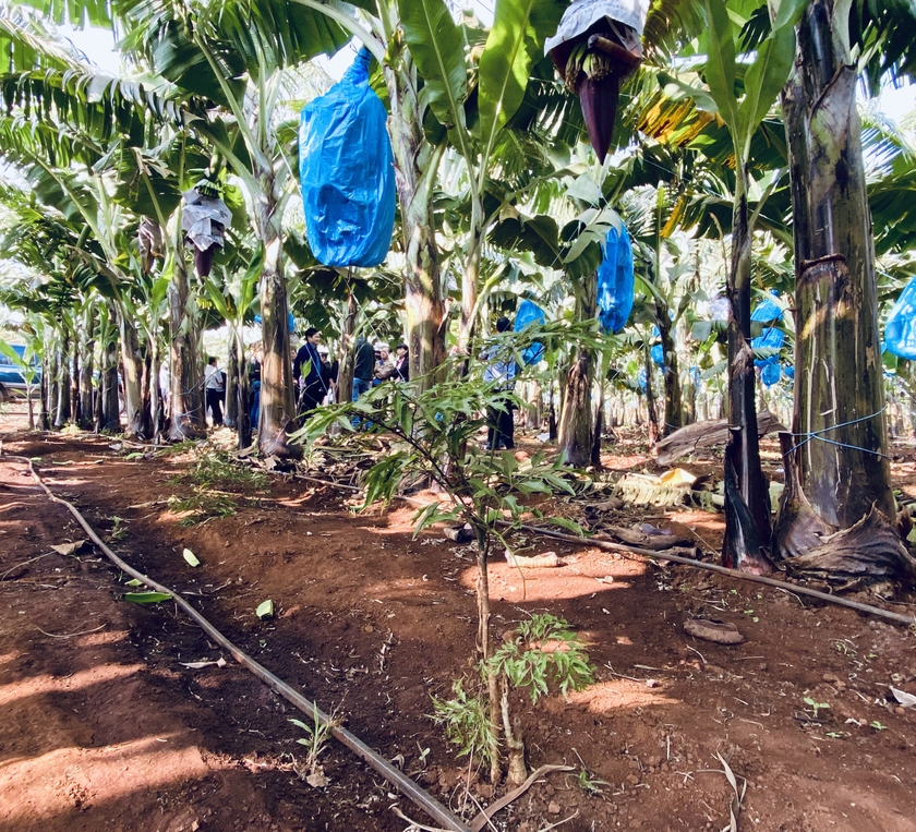 Để tăng trưởng xanh không nằm... trên giấy ảnh 2