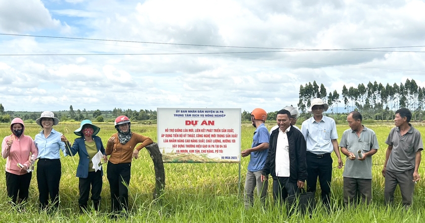 Đại biểu và các hộ dân tham quan thực tế đồng ruộng gieo sạ giống lúa ĐT 100. Ảnh: Như Loan ảnh 1 Đại biểu và các hộ dân tham quan thực tế đồng ruộng gieo sạ giống lúa ĐT 100. Ảnh: Như Loan ảnh 1