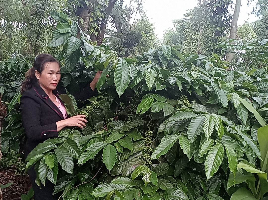 Đắk Lắk: Người phụ nữ dân tộc Nùng năng động, vươn lên làm giàu Đắk Lắk: Người phụ nữ dân tộc Nùng năng động, vươn lên làm giàu