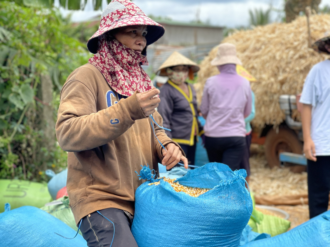 Đắk Lắk: Nông dân như 