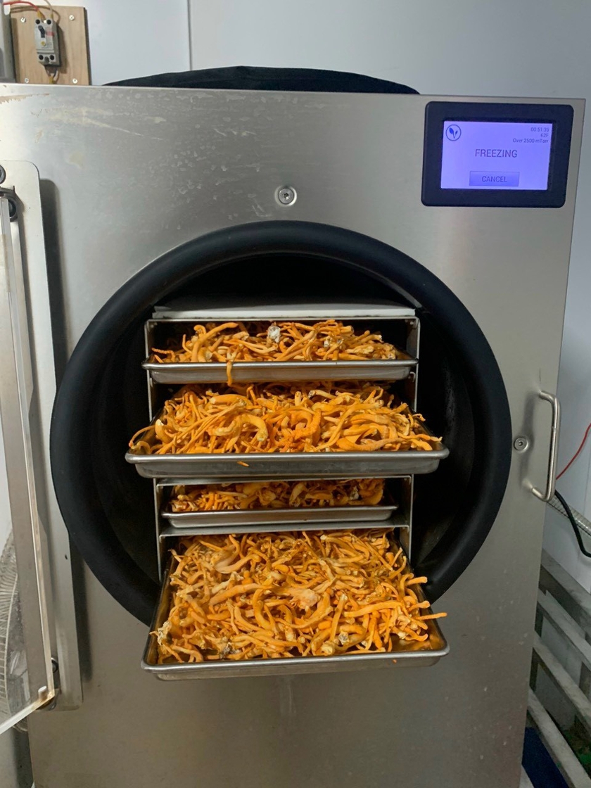 Sản phẩm đông trùng hạ thảo sau khi sấy thăng hoa vẫn giữ màu vàng đẹp mắt. Ảnh: P.V ảnh 2