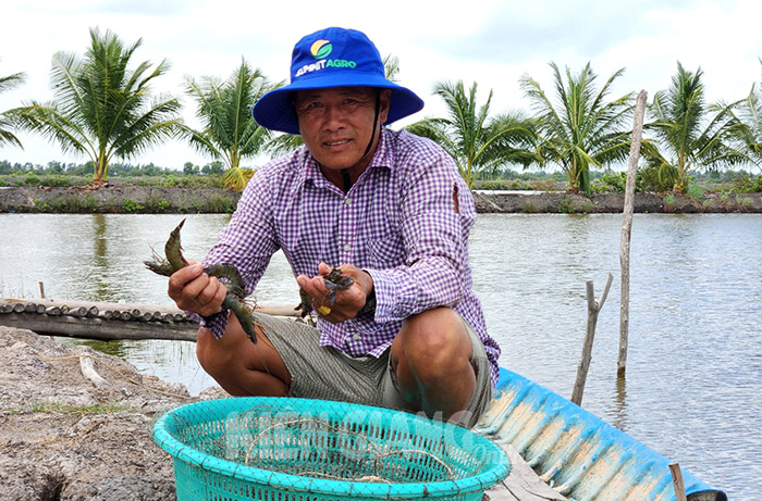 Kiên Giang: Để nghề nuôi tôm phát triển bền vững