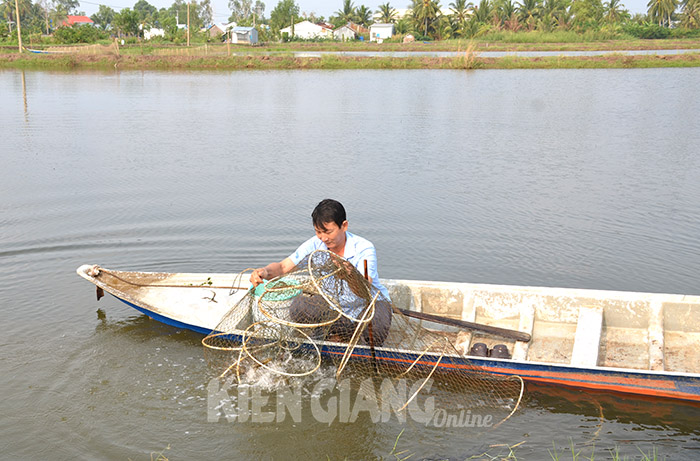 Kiên Giang: Để nghề nuôi tôm phát triển bền vững