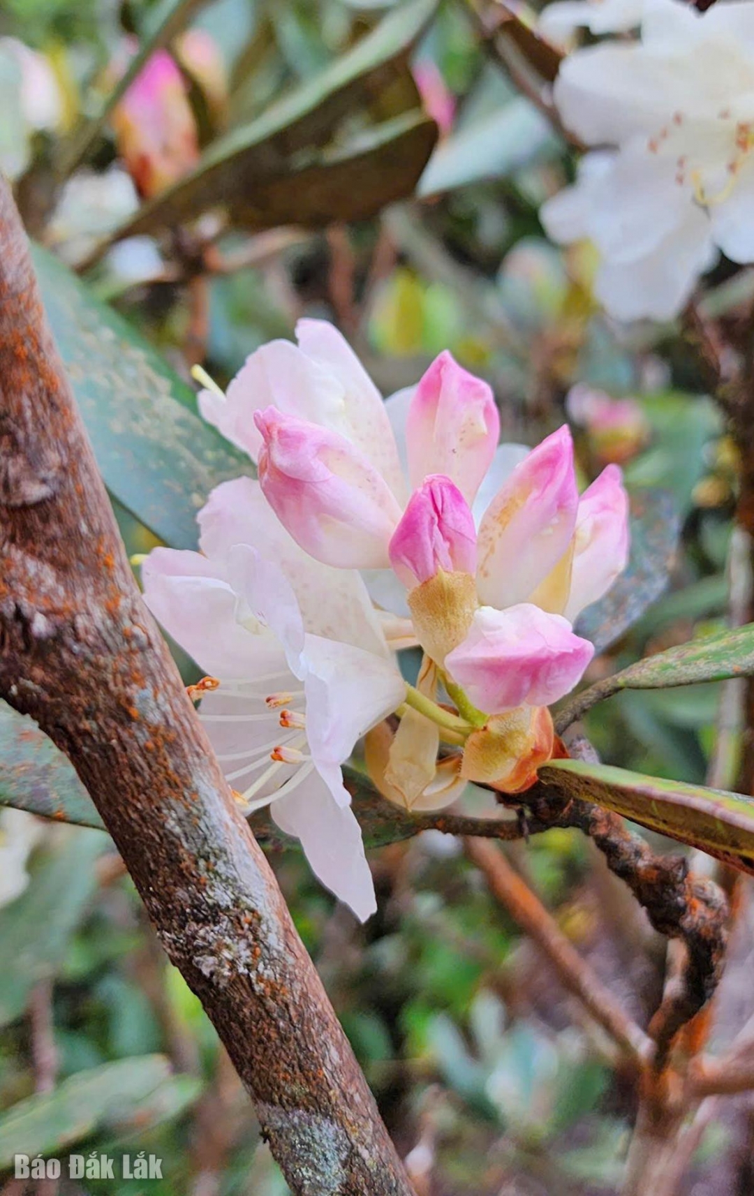 Đắk Lắk: Núi Vọng Phu - kiệt tác của thiên nhiên Đắk Lắk: Núi Vọng Phu kiệt tác của thiên nhiên