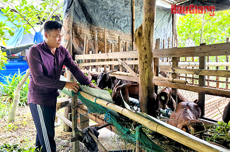 Hậu Giang: Sinh kế cho hộ nghèo từ mô hình đến thực tiễn Hậu Giang: Sinh kế cho hộ nghèo từ mô hình đến thực tiễn