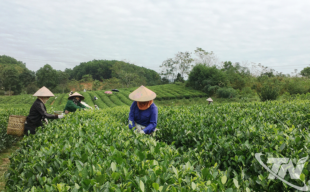 Thái Nguyên: Phát triển chè đặc sản - Dư địa còn nhiều Thái Nguyên: Phát triển chè đặc sản - Dư địa còn nhiều