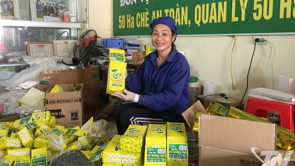 Thái Nguyên: Phát triển chè đặc sản - Dư địa còn nhiều