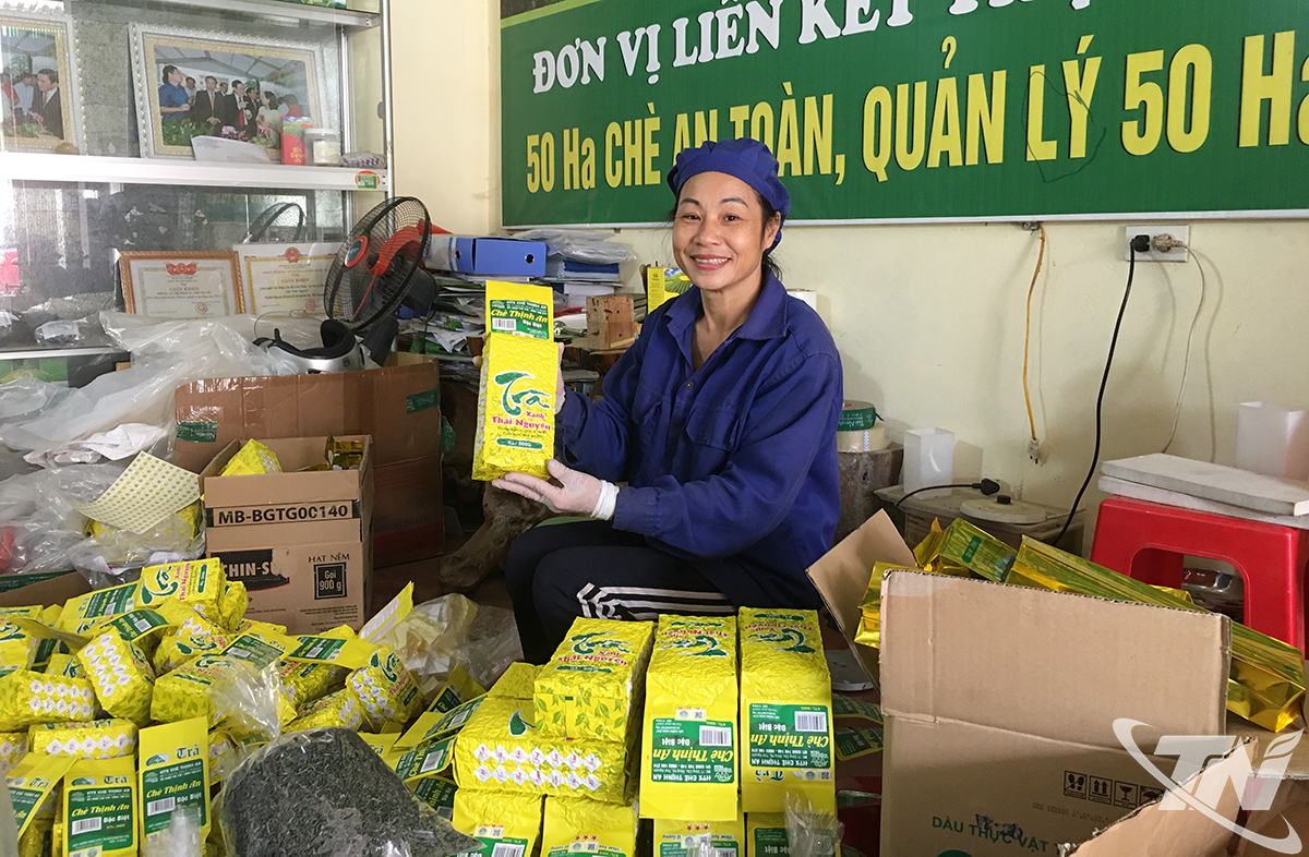 Thái Nguyên: Phát triển chè đặc sản - Dư địa còn nhiều Thái Nguyên: Phát triển chè đặc sản - Dư địa còn nhiều