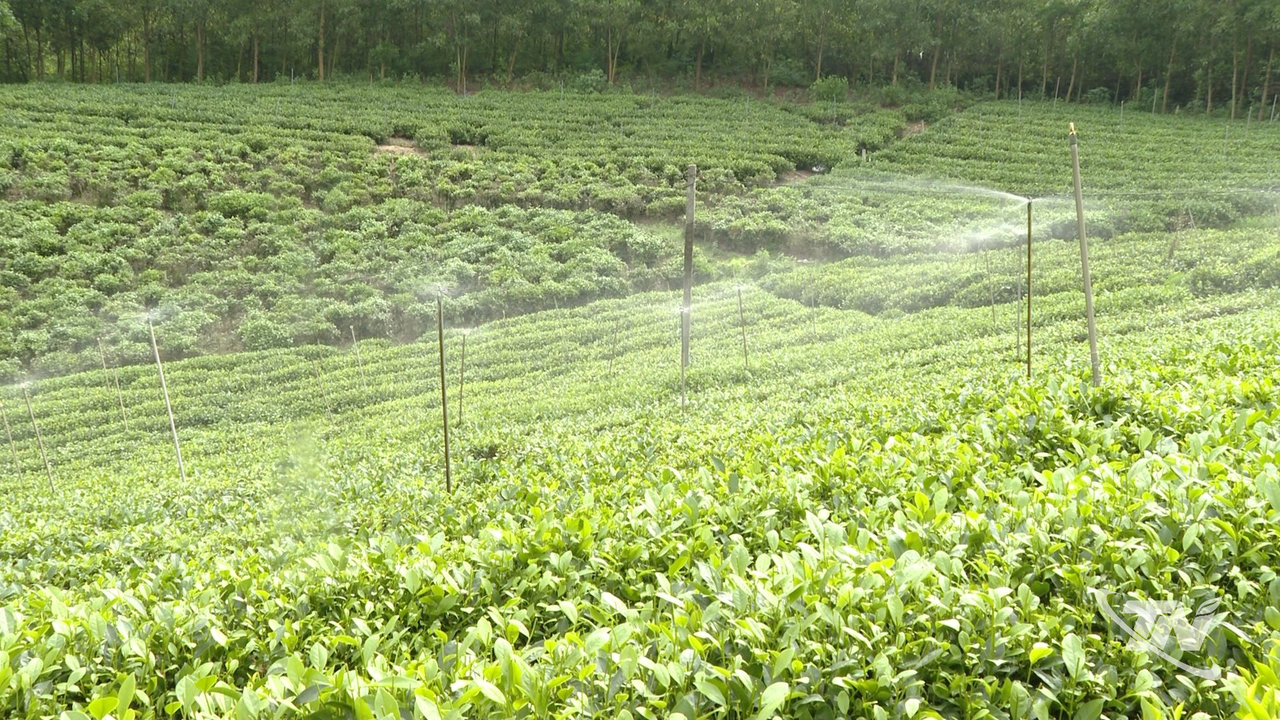 Thái Nguyên: Chuyển đổi số thúc đẩy tăng trưởng ngành chè