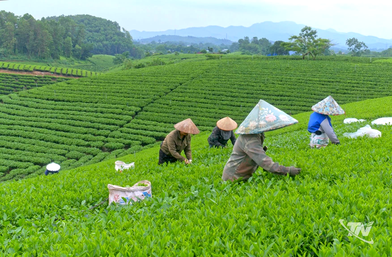 Thái Nguyên: Cấp "căn cước" cho chè
