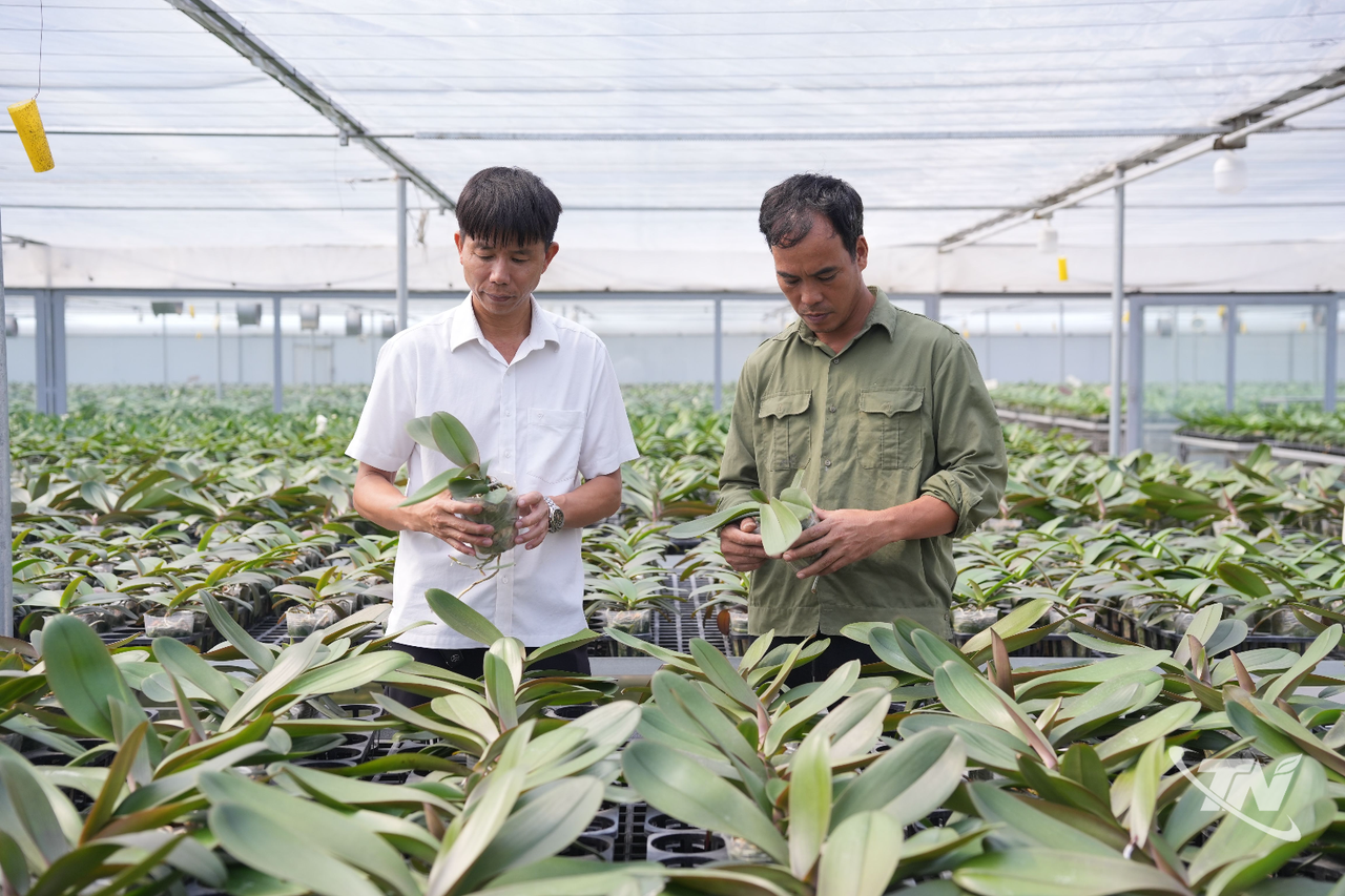 Thái Nguyên: Hiệu quả từ nông nghiệp công nghệ cao