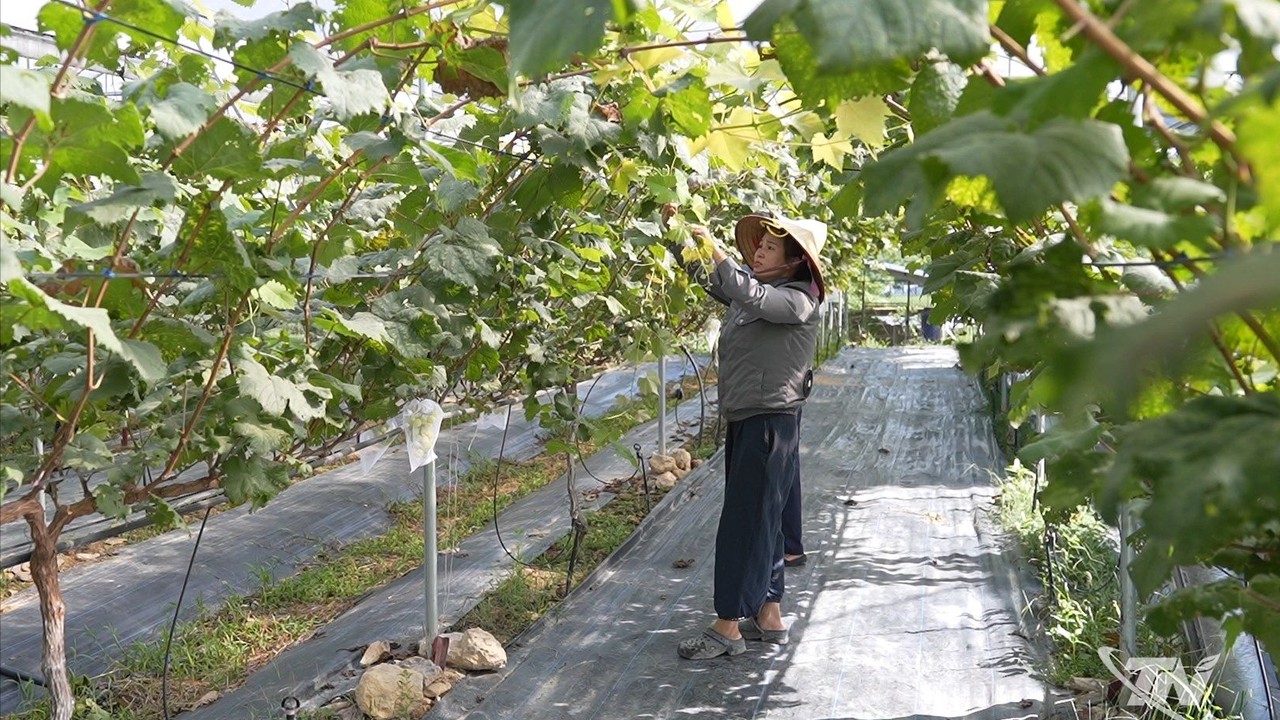 Thái Nguyên: Hiệu quả từ nông nghiệp công nghệ cao