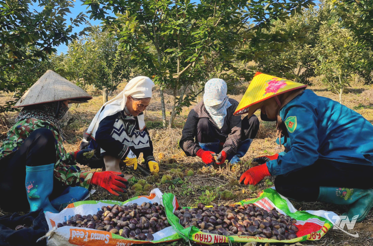Thái Nguyên: Nông dân vùng cao bắt nhịp thị trường số