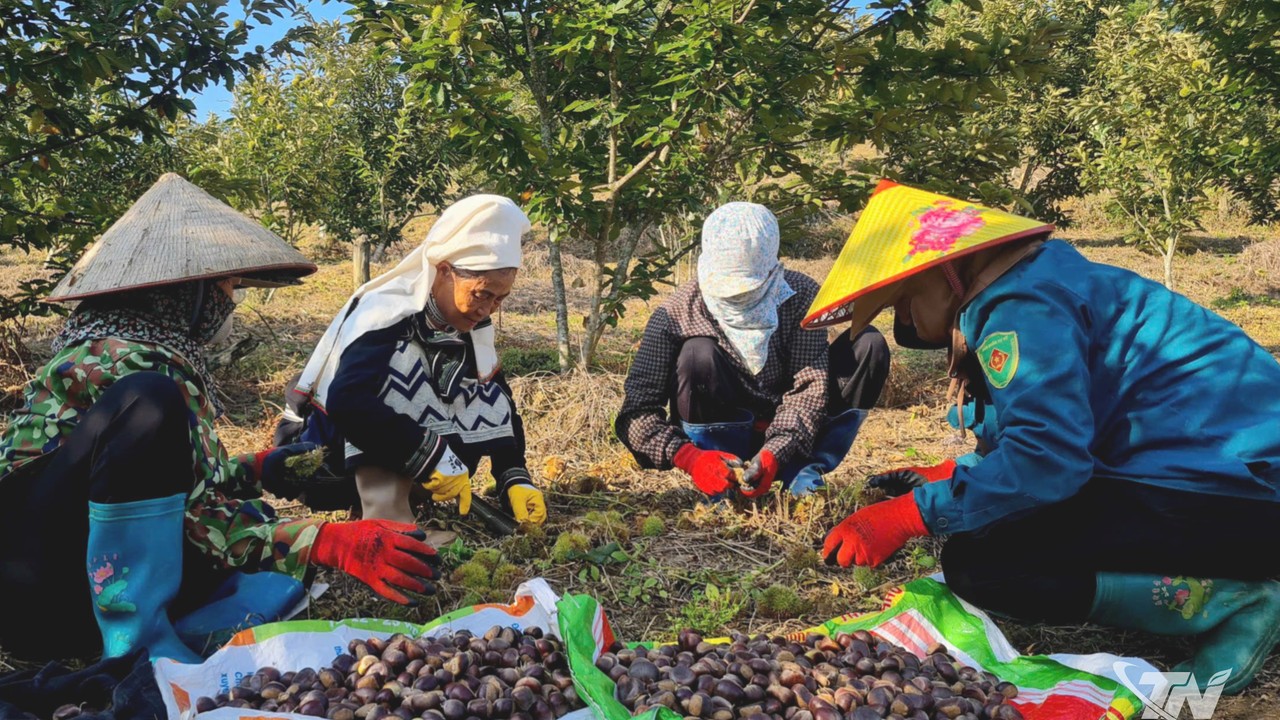 Thái Nguyên: Nông dân vùng cao bắt nhịp thị trường số