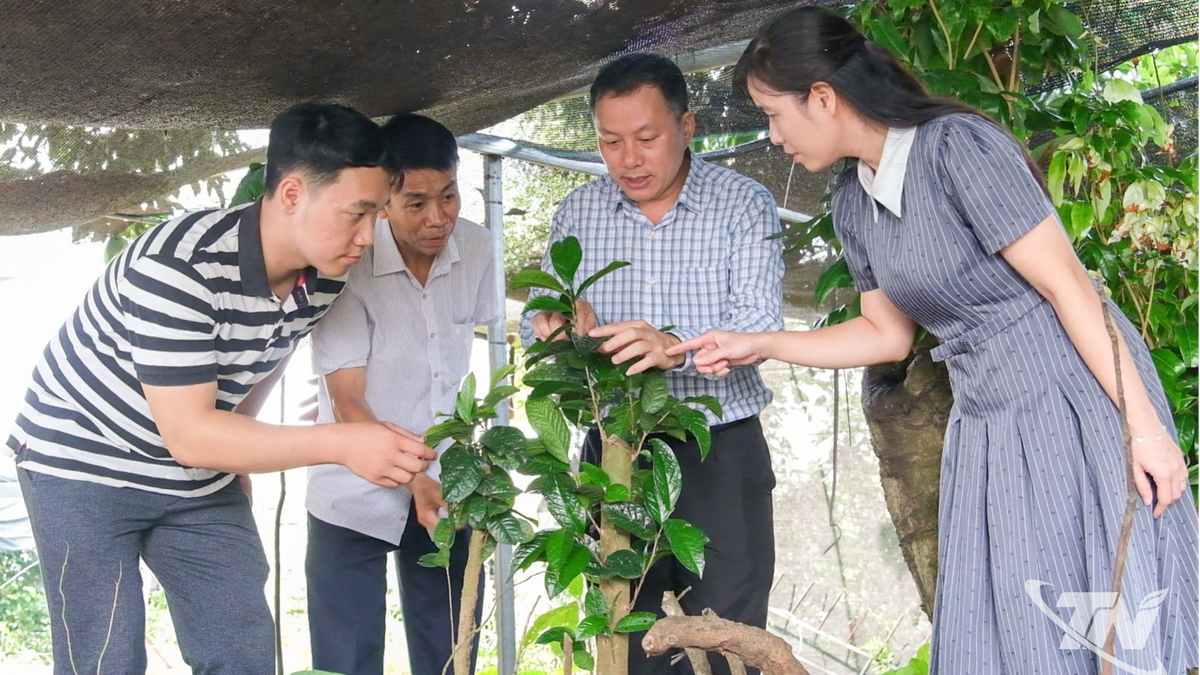 Thái Nguyên: Đánh thức giá trị cây chè cổ giữa đại ngàn