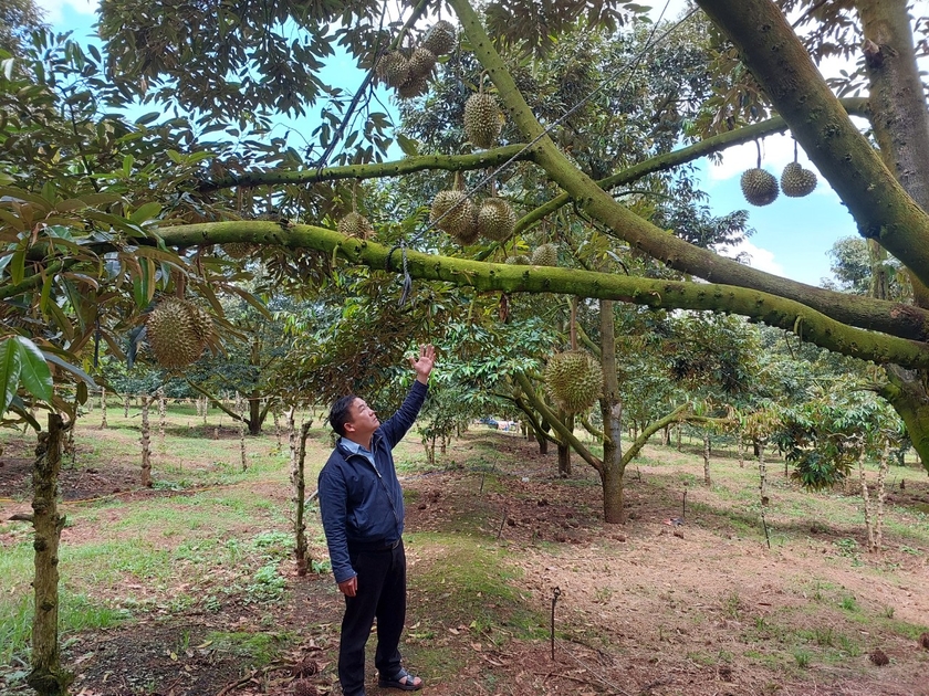 Sầu riêng đang là mặt hàng xuất khẩu mang lại giá trị kinh tế cao. Ảnh: Nguyễn Diệp ảnh 2 Sầu riêng đang là mặt hàng xuất khẩu mang lại giá trị kinh tế cao. Ảnh: Nguyễn Diệp ảnh 2