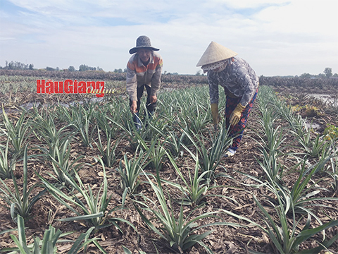 Tiền Giang: Nông nghiệp ngoài khu trù mật Tiền Giang: Nông nghiệp ngoài khu trù mật